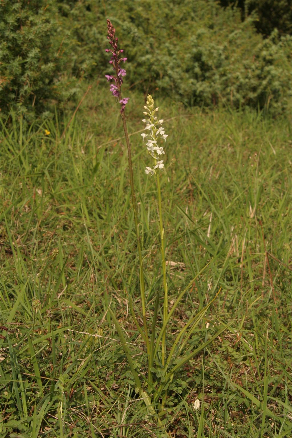 Gymnadenia conopsea (door Willem Braam)