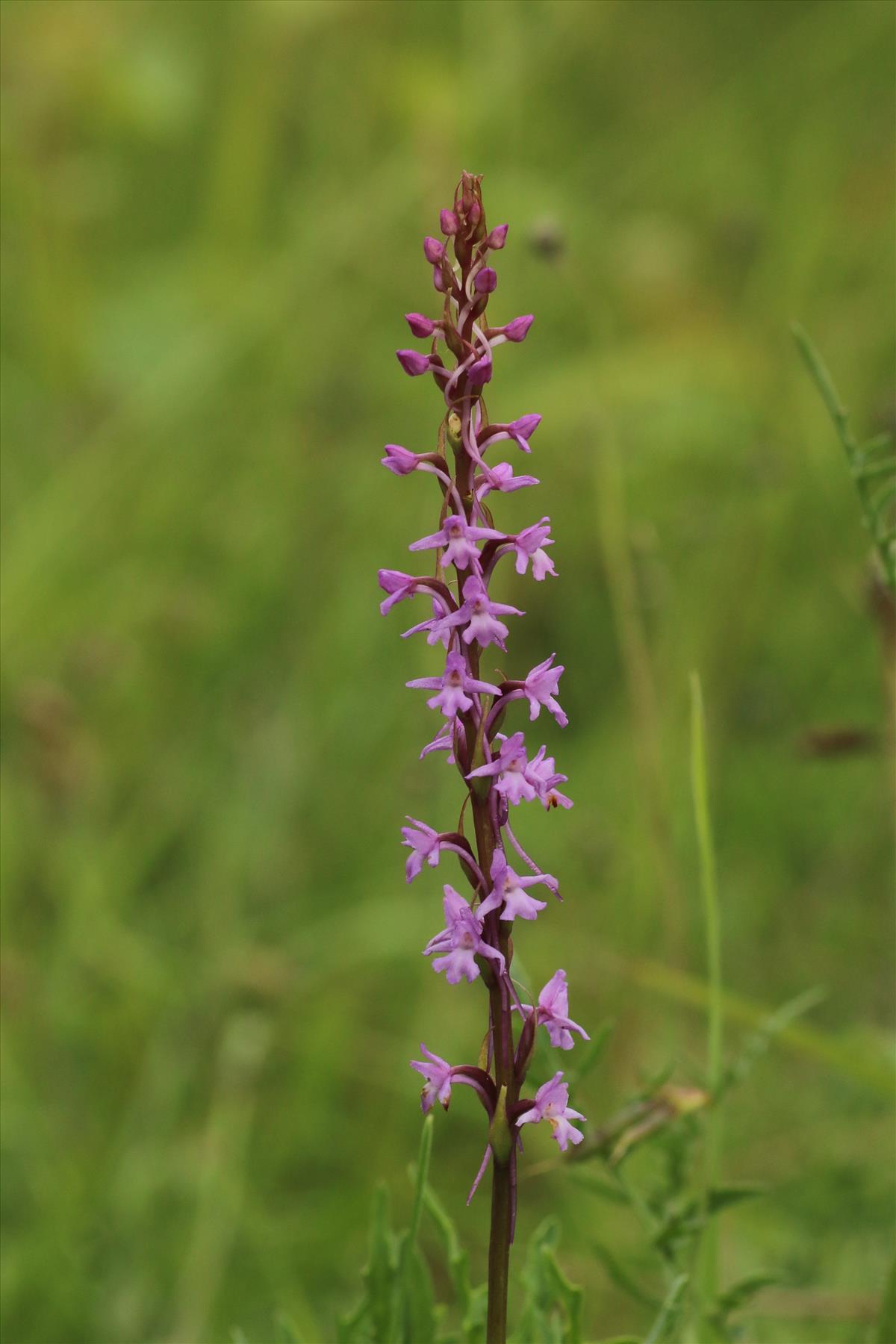 Gymnadenia conopsea (door Willem Braam)