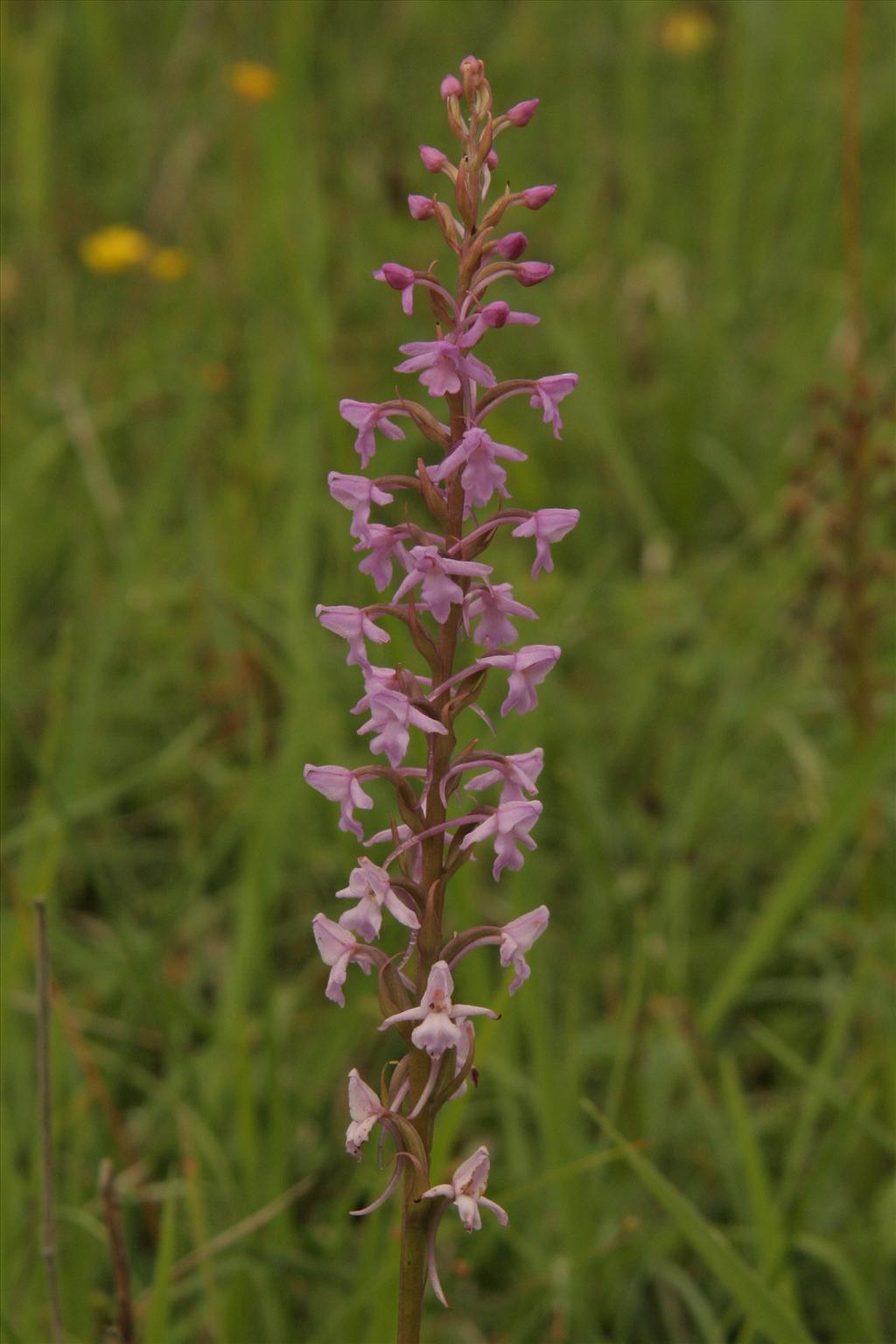 Gymnadenia conopsea (door Willem Braam)