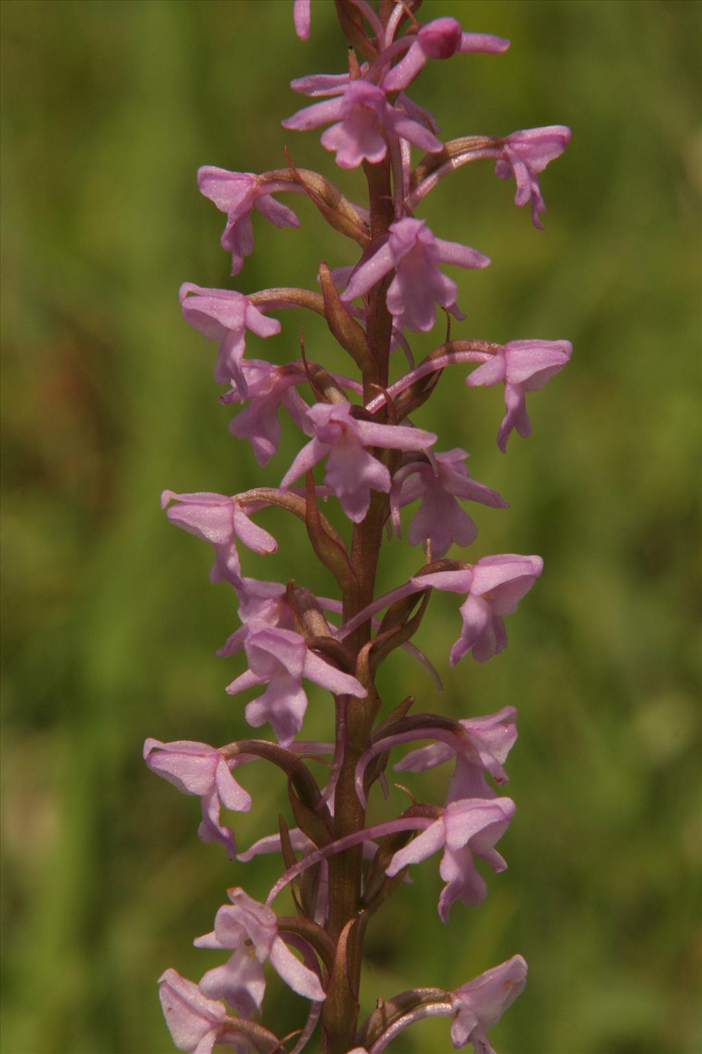 Gymnadenia conopsea (door Willem Braam)