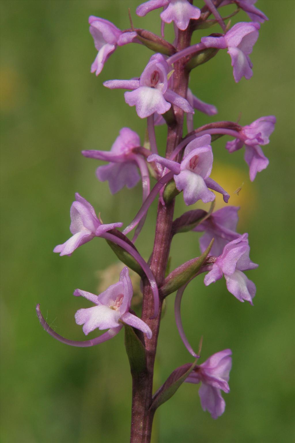 Gymnadenia conopsea (door Willem Braam)