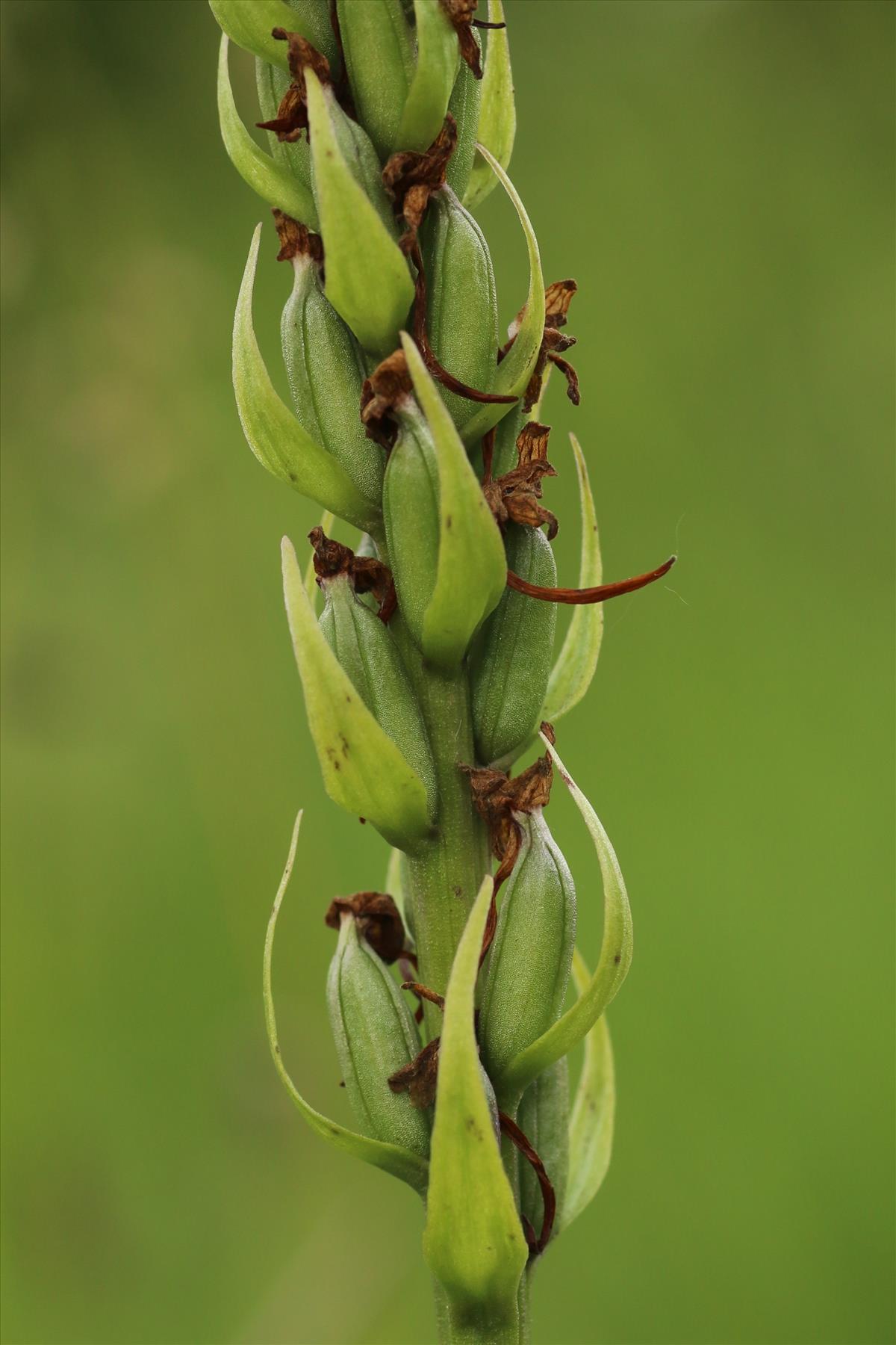 Gymnadenia conopsea (door Willem Braam)
