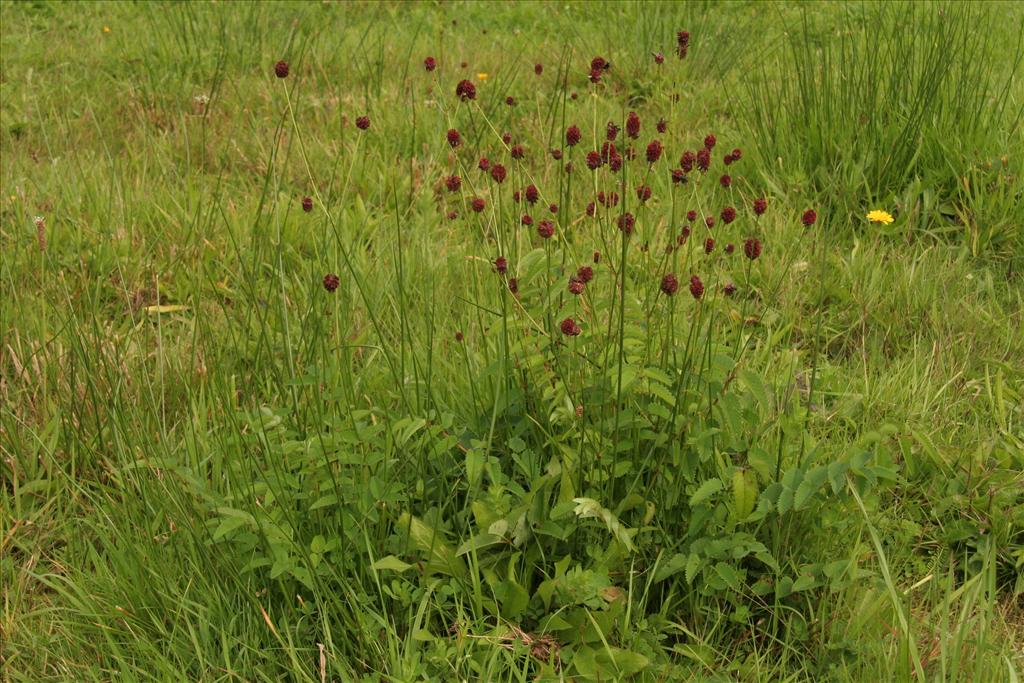 Sanguisorba officinalis (door Willem Braam)