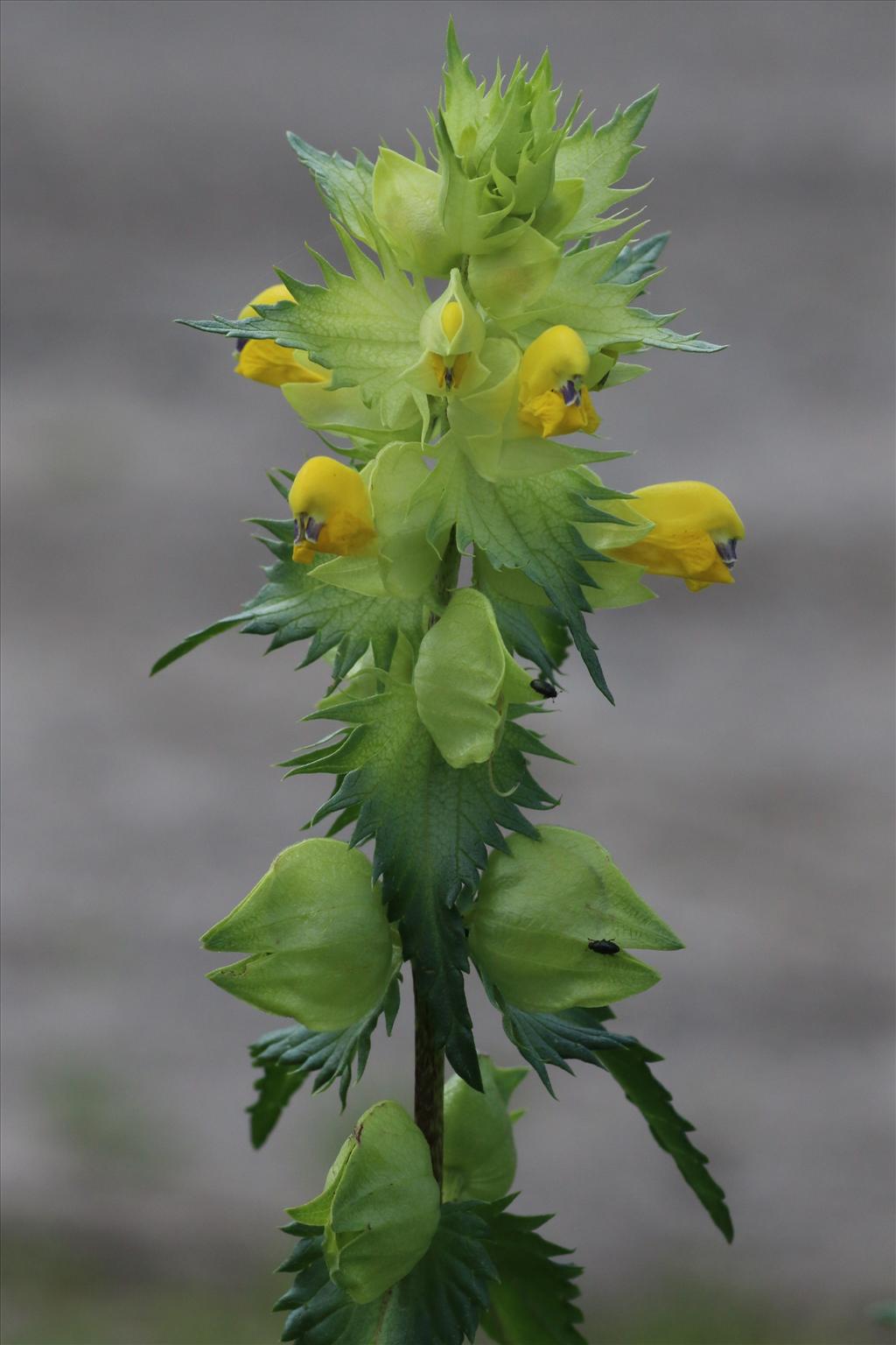 Rhinanthus angustifolius (door Willem Braam)