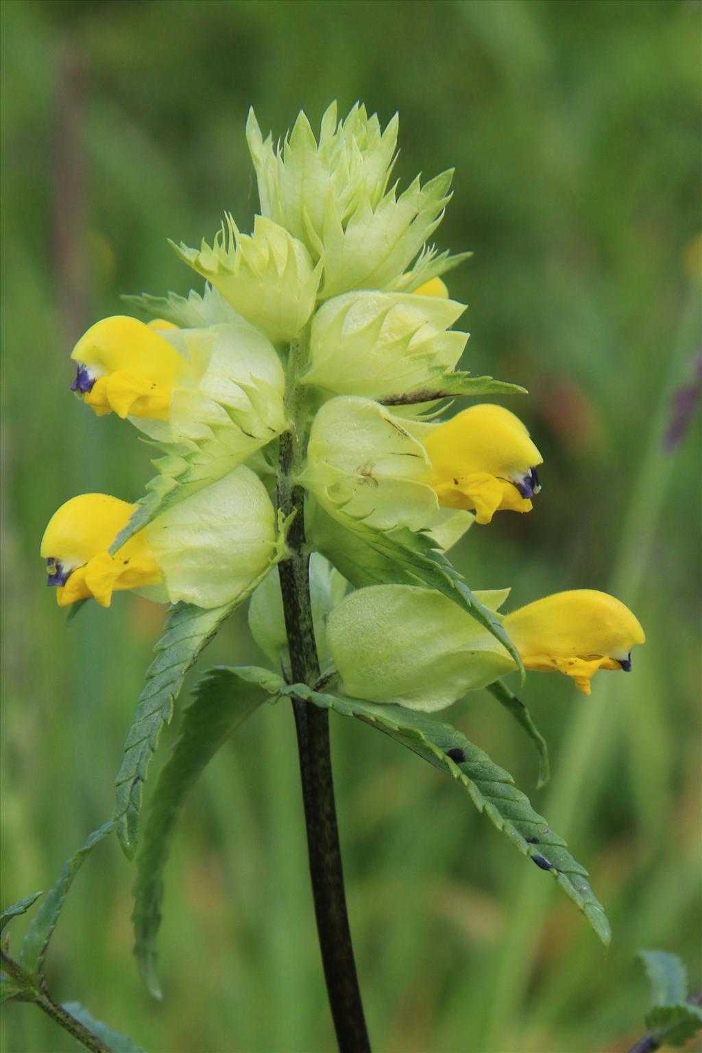 Rhinanthus angustifolius (door Willem Braam)