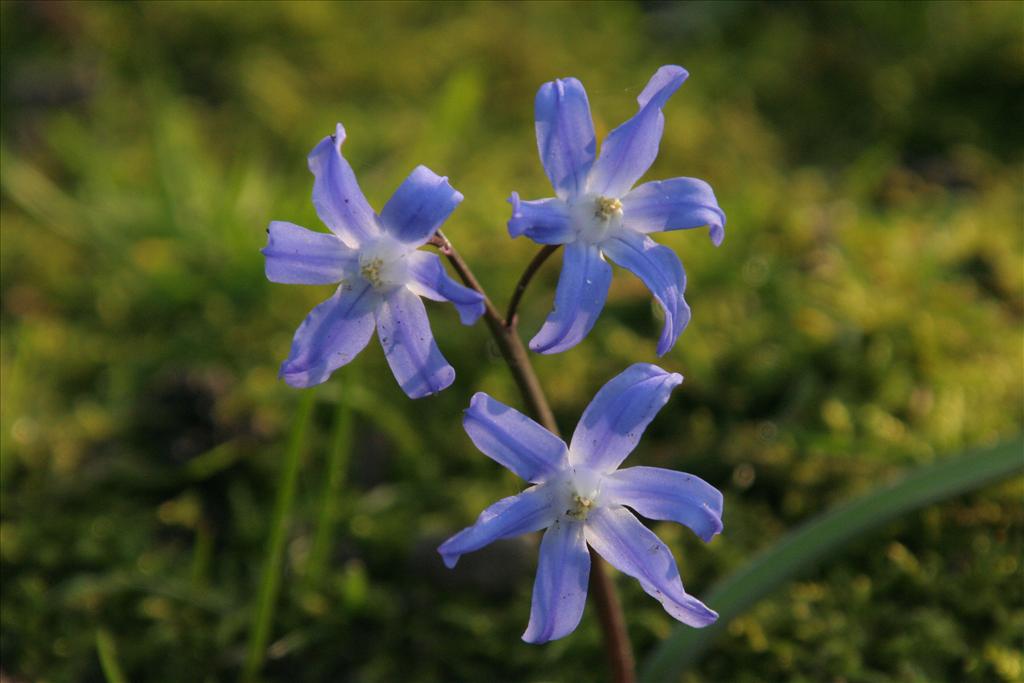 Scilla forbesii / luciliae (door Willem Braam)