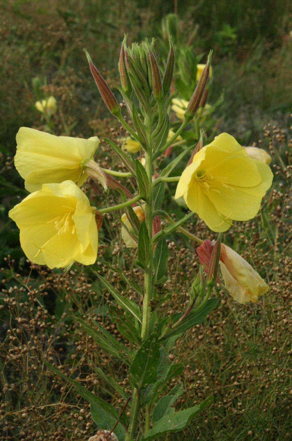 Oenothera glazioviana (door Willem Braam)