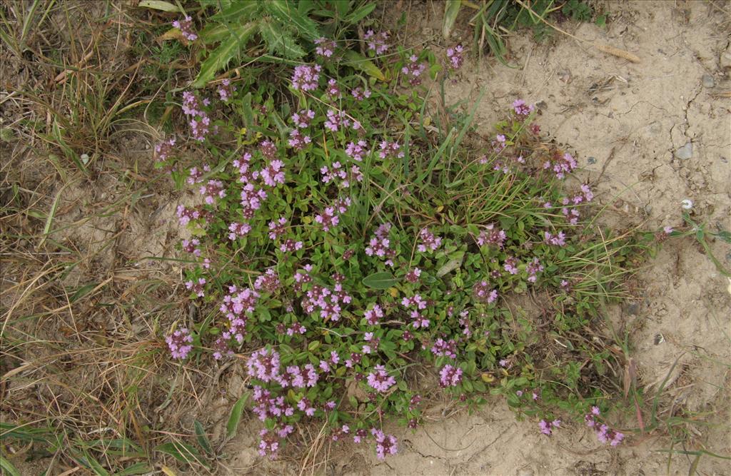 Thymus pulegioides (door Willem Braam)