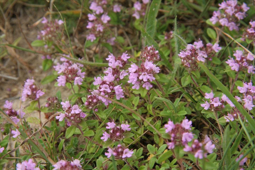 Thymus pulegioides (door Willem Braam)