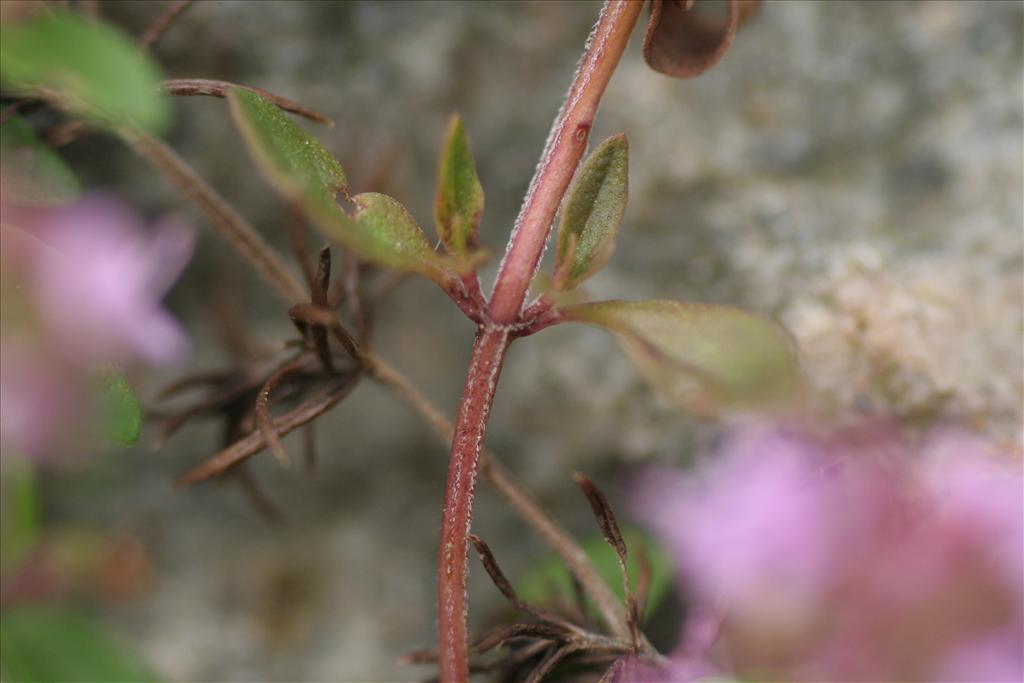 Thymus pulegioides (door Willem Braam)