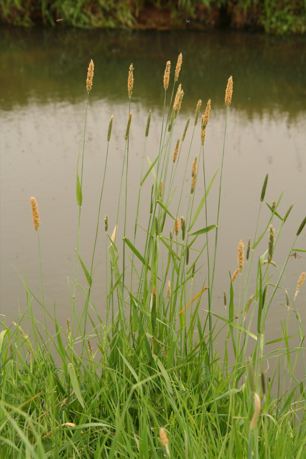 Alopecurus pratensis (door Willem Braam)