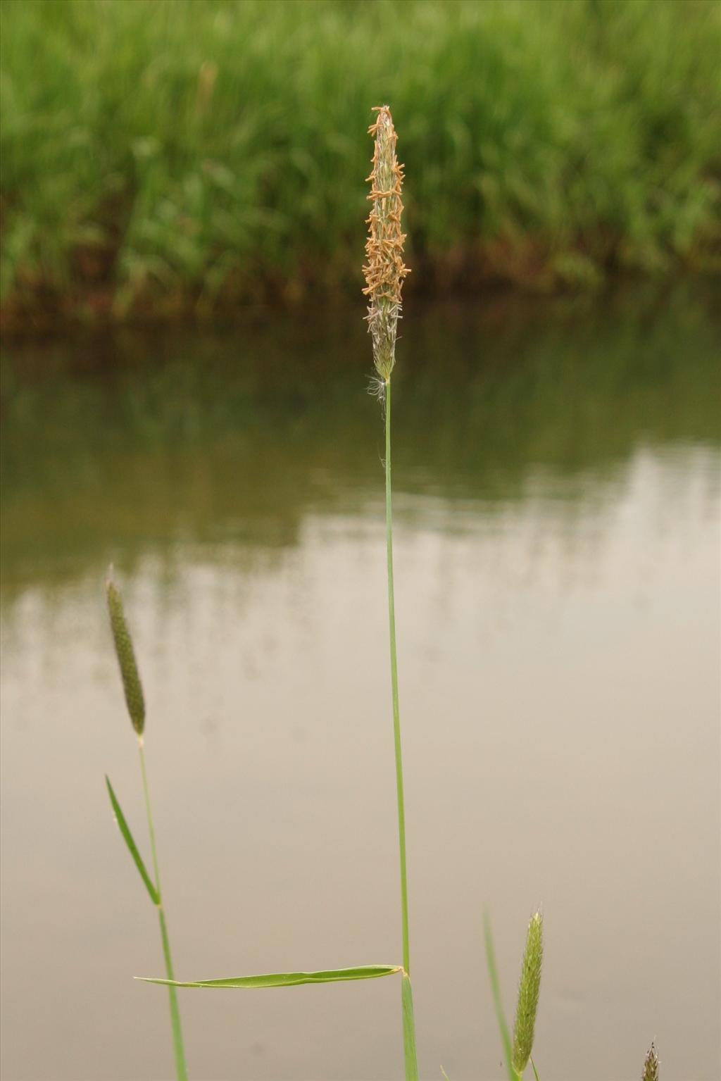 Alopecurus pratensis (door Willem Braam)