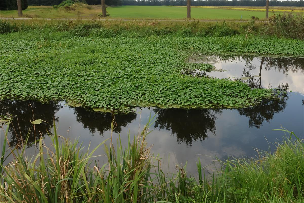 Hydrocotyle ranunculoides (door Willem Braam)