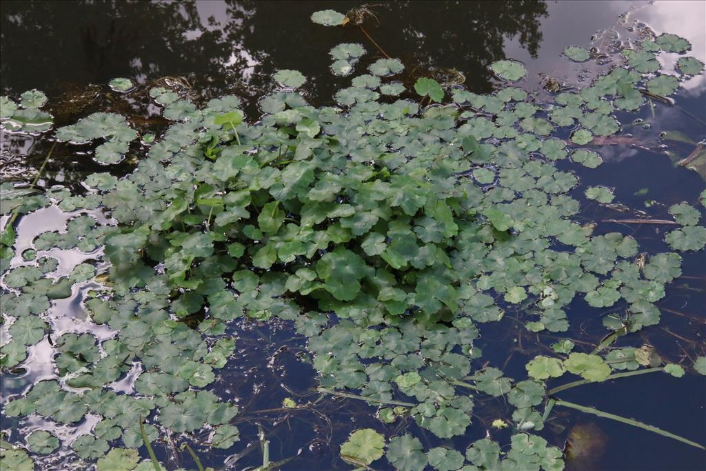 Hydrocotyle ranunculoides (door Willem Braam)