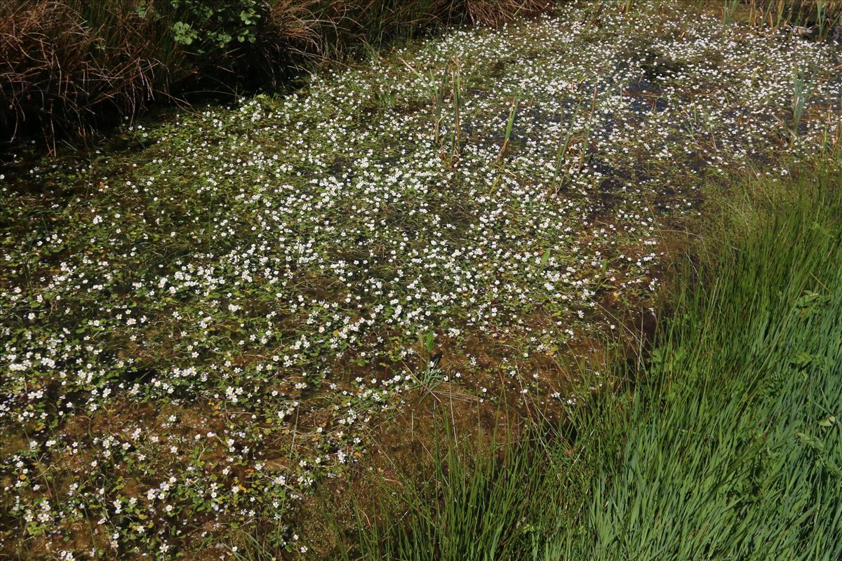 Ranunculus peltatus (door Willem Braam)