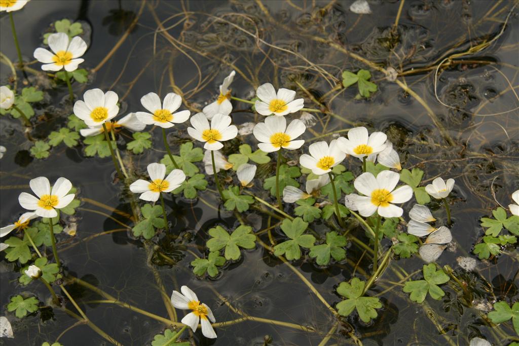 Ranunculus peltatus/penicillatus (door Willem Braam)