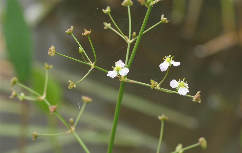 Alisma plantago-aquatica (door Willem Braam)