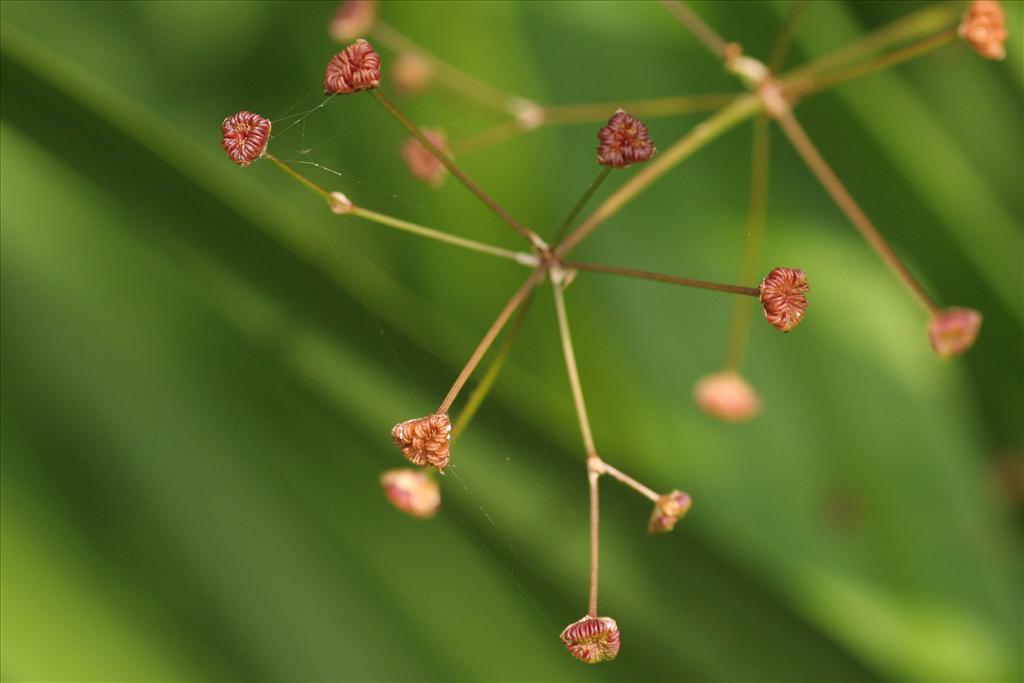 Alisma plantago-aquatica (door Willem Braam)