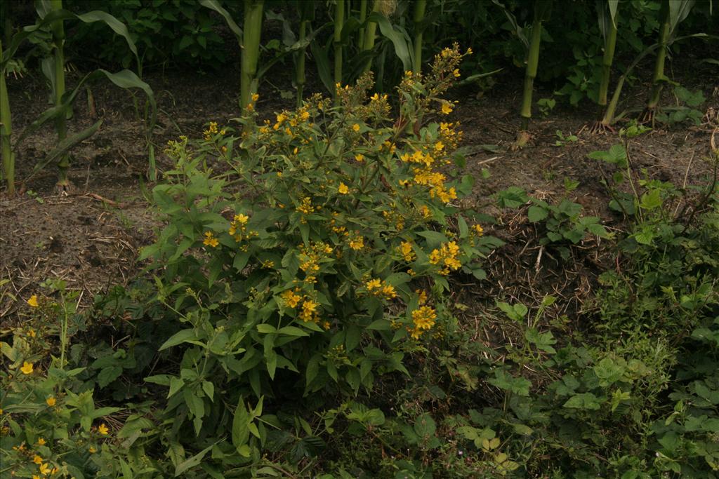 Lysimachia vulgaris (door Willem Braam)