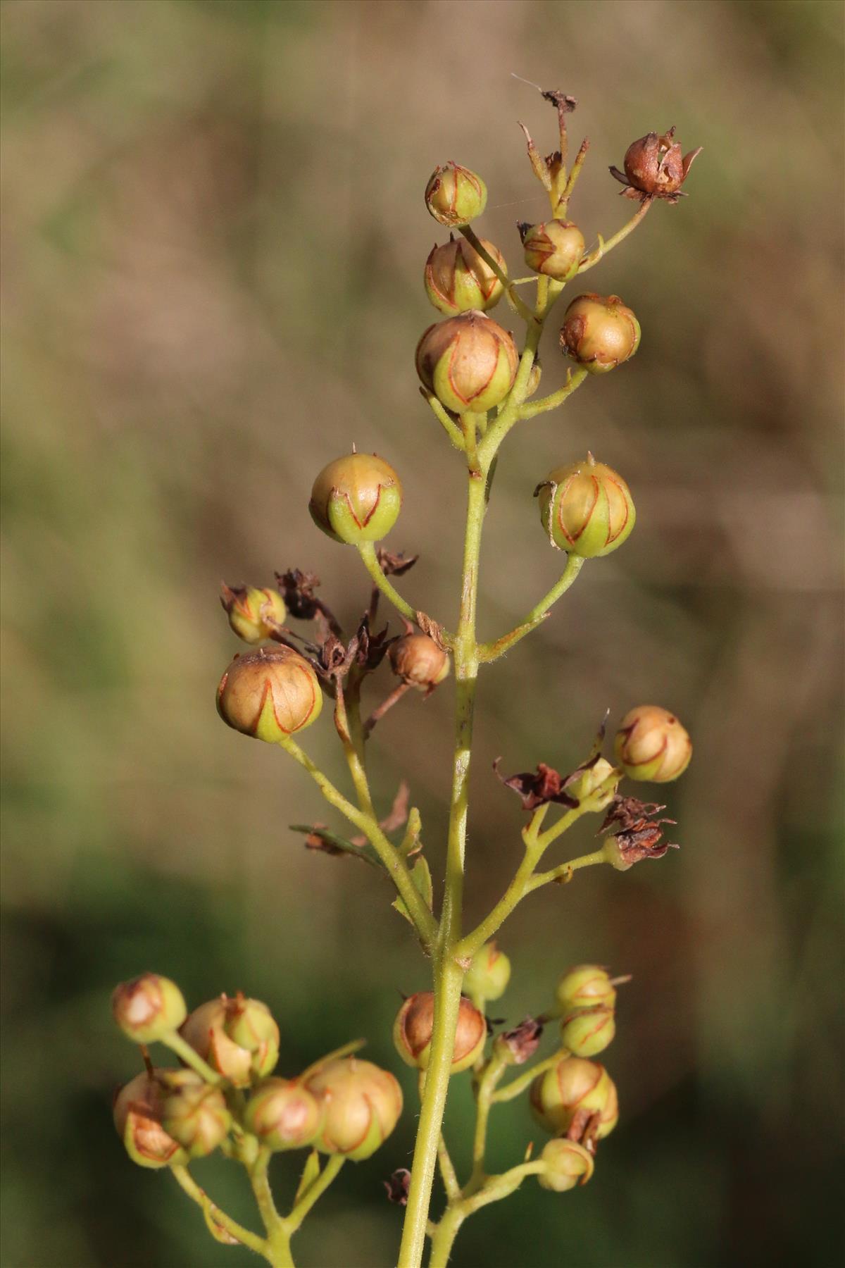 Lysimachia vulgaris (door Willem Braam)