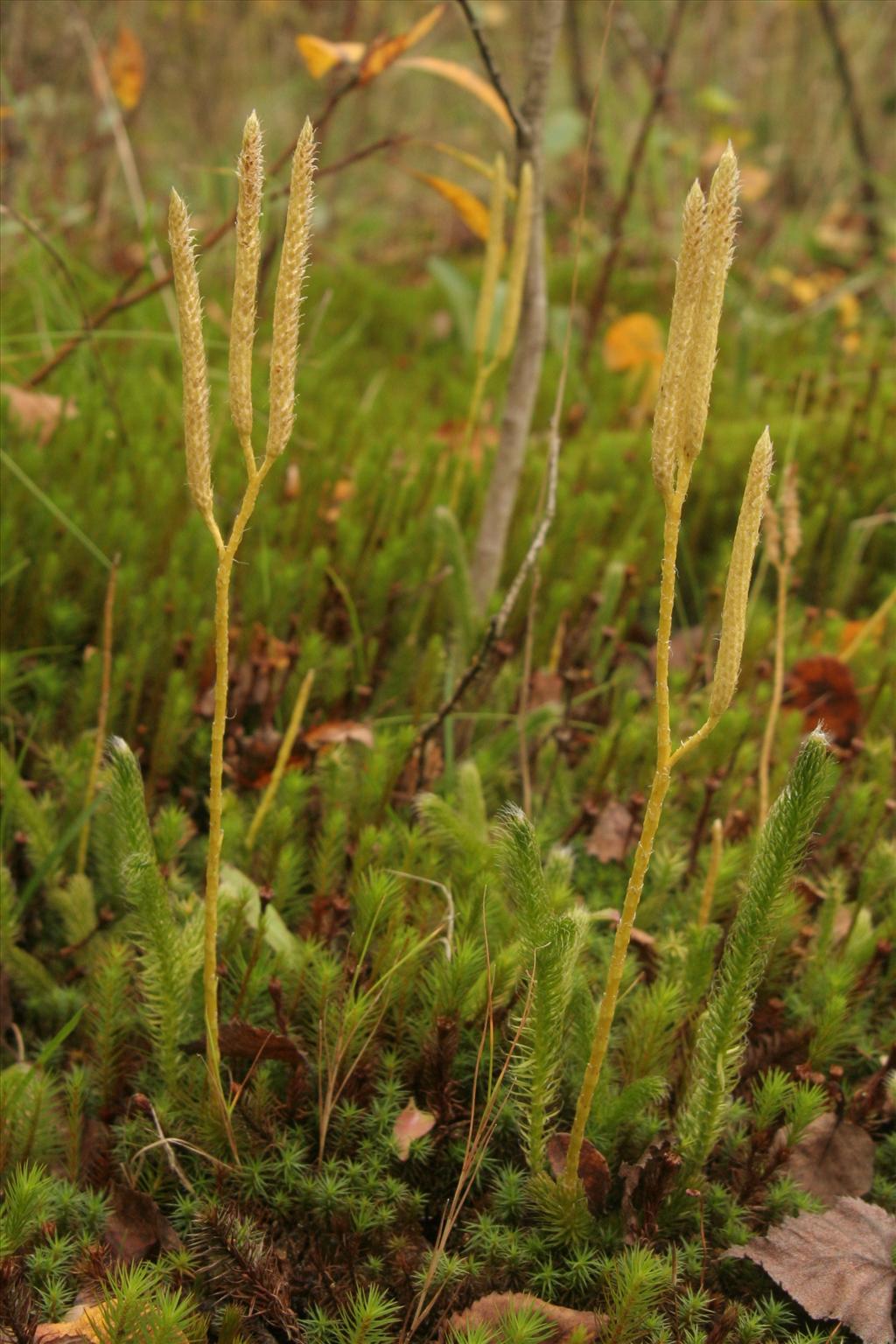 Lycopodium clavatum (door Willem Braam)