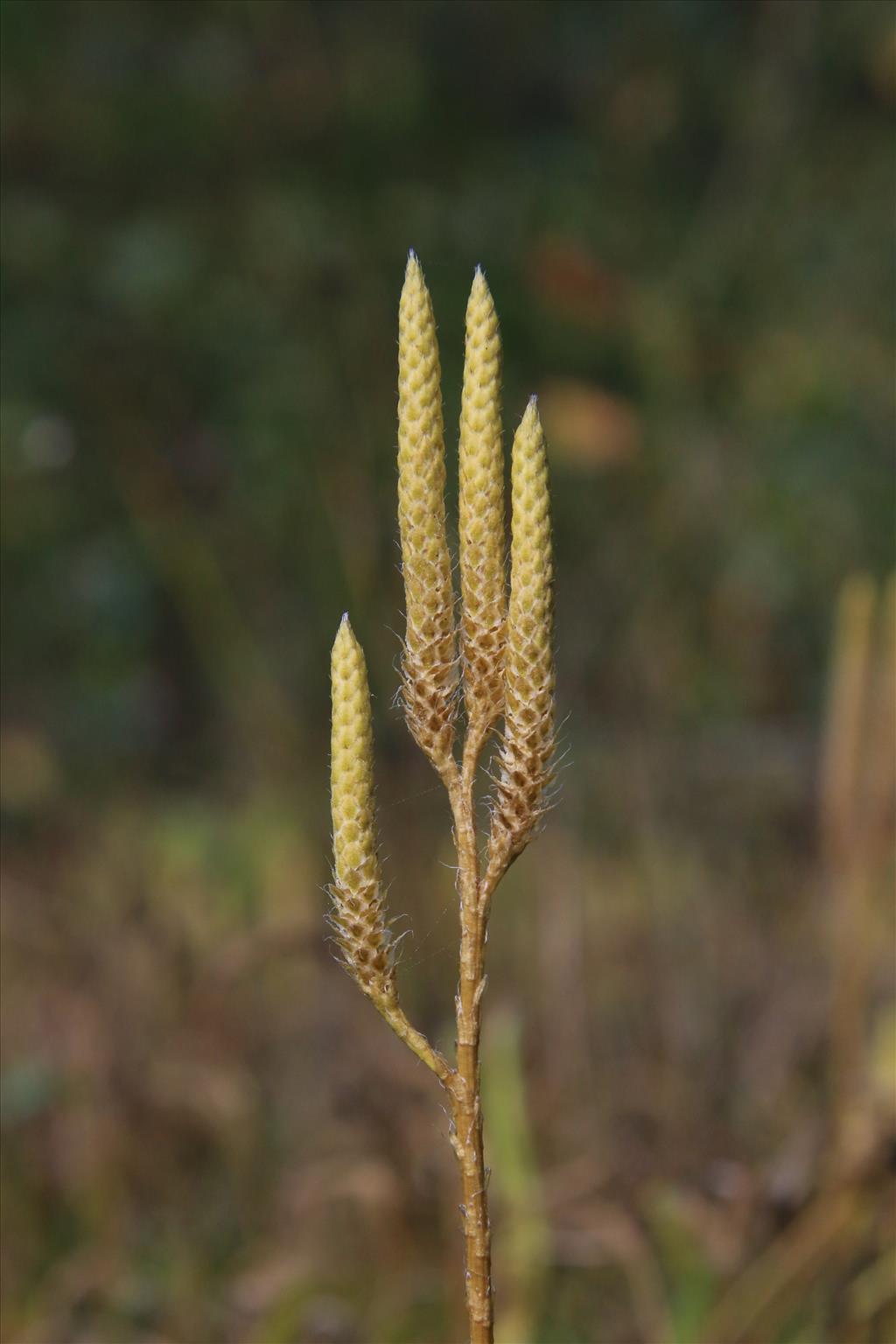 Lycopodium clavatum (door Willem Braam)