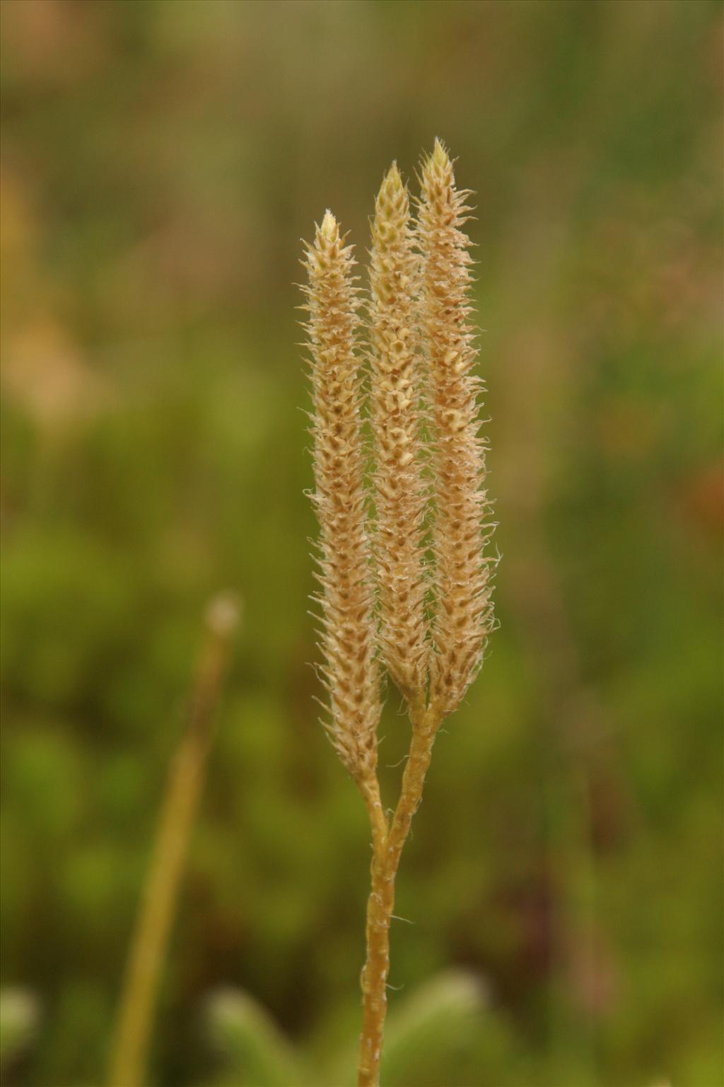 Lycopodium clavatum (door Willem Braam)