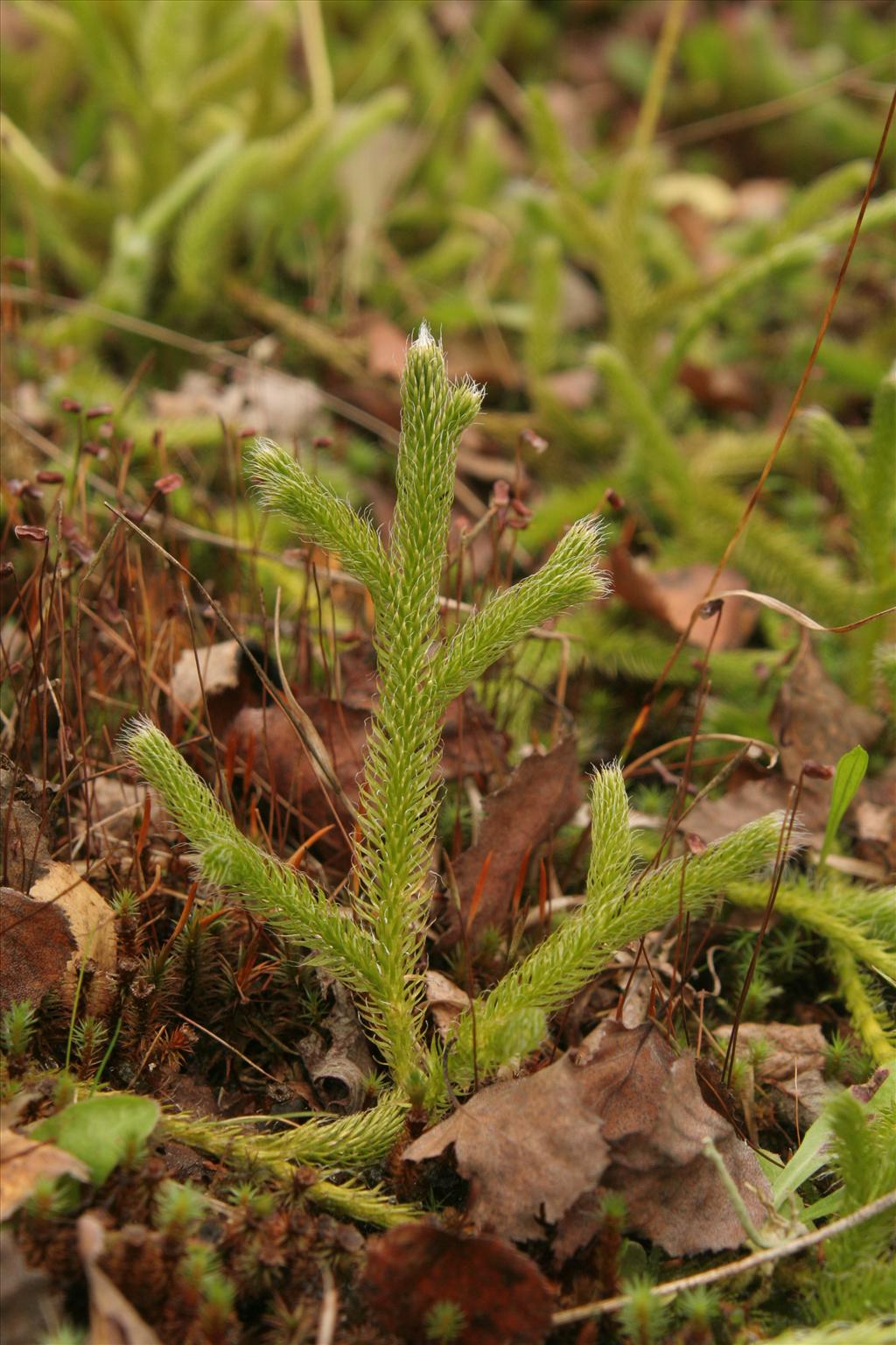 Lycopodium clavatum (door Willem Braam)