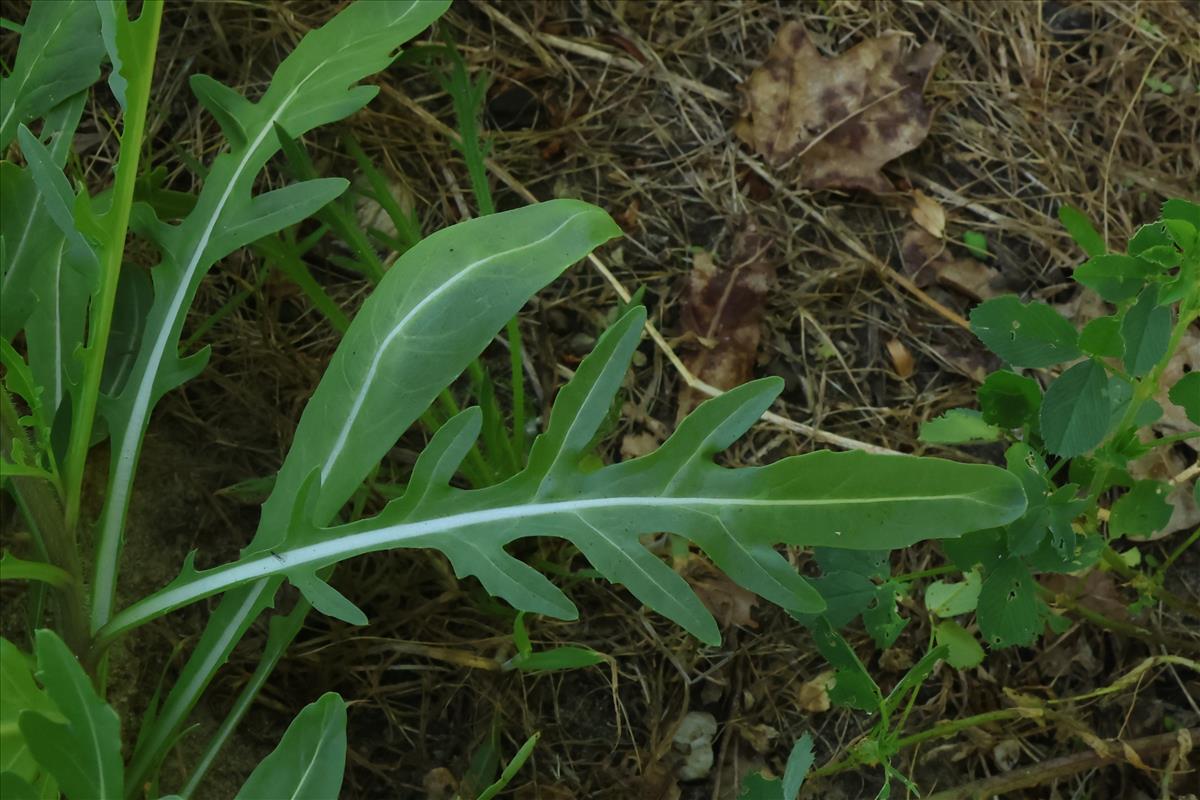 Diplotaxis tenuifolia (door Willem Braam)