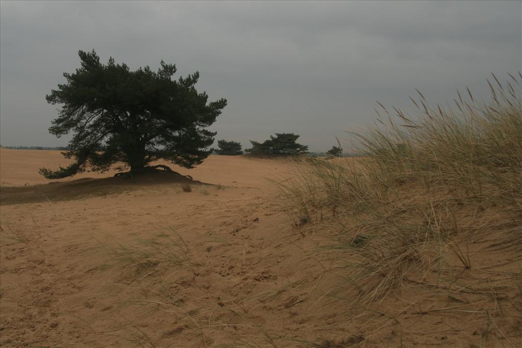 Pinus sylvestris (door Willem Braam)