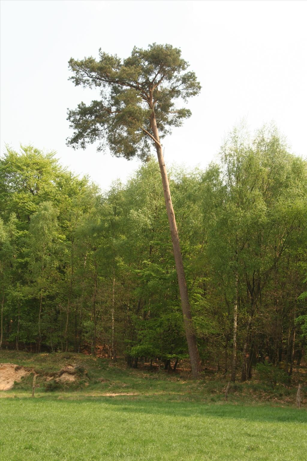 Pinus sylvestris (door Willem Braam)