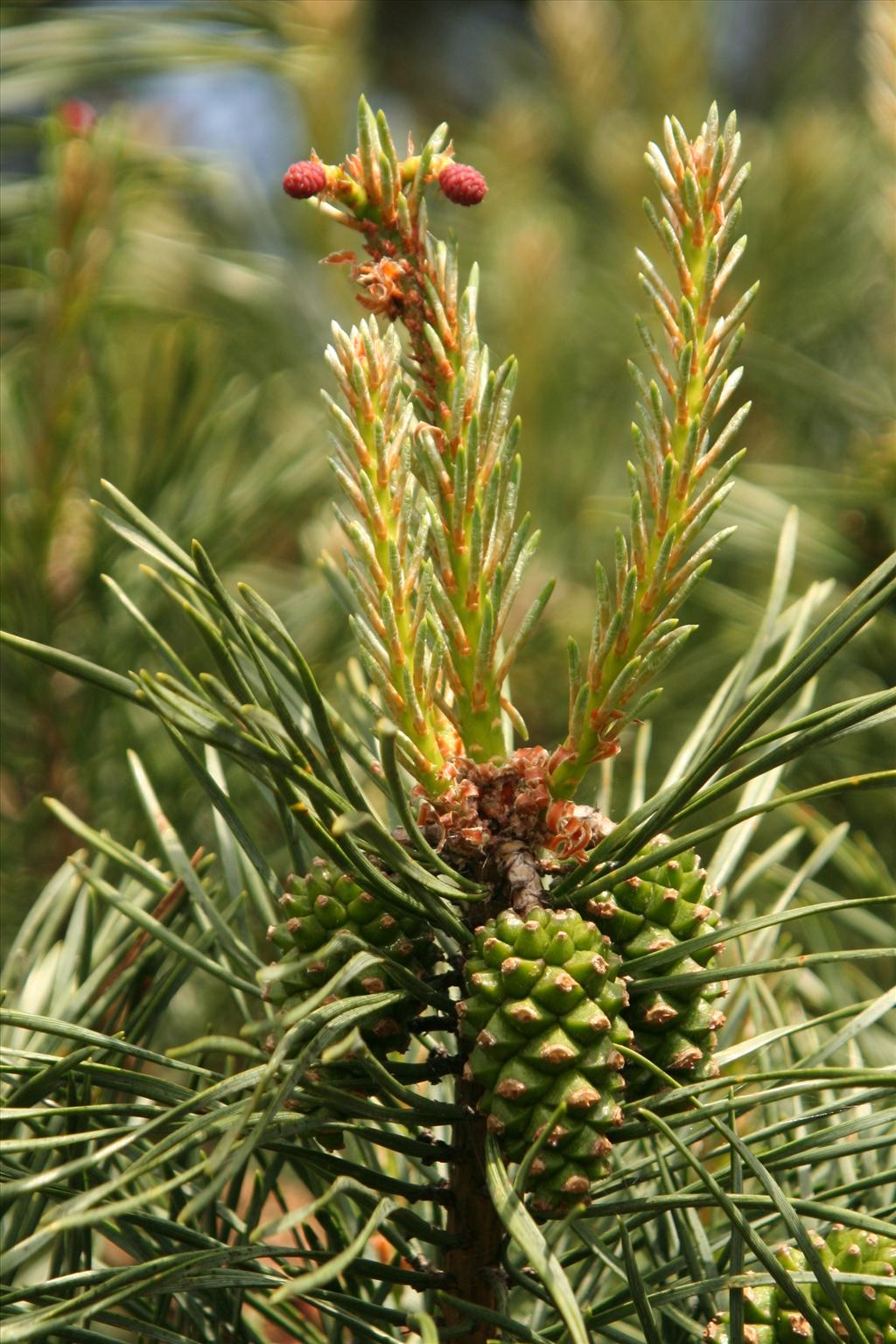 Pinus sylvestris (door Willem Braam)