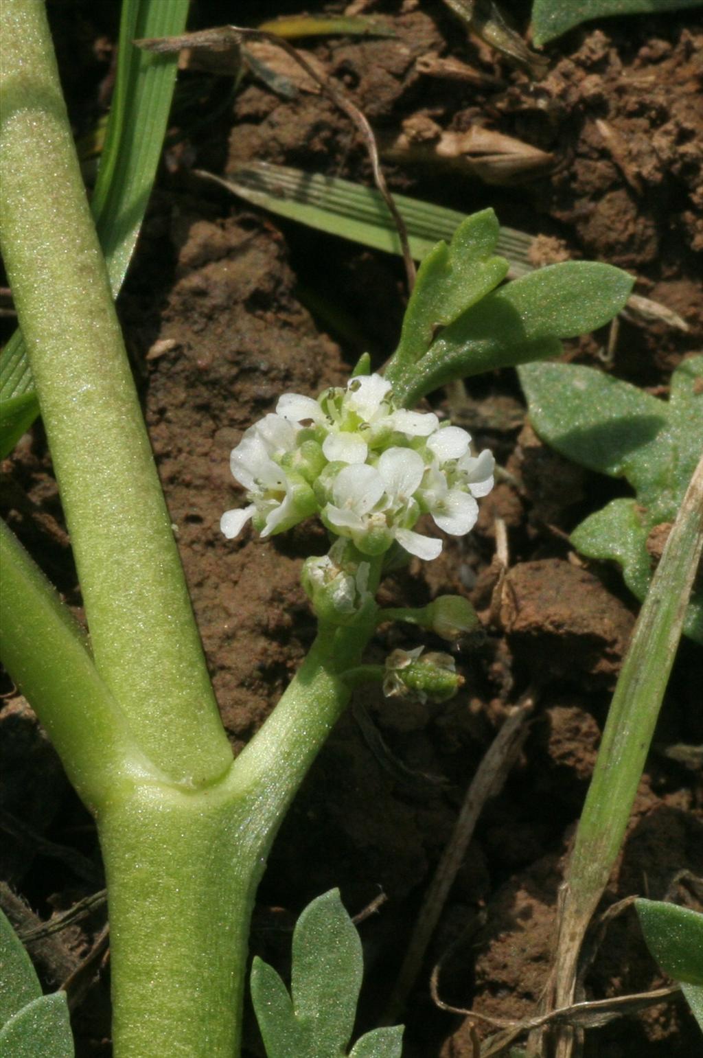 Lepidium coronopus (door Willem Braam)