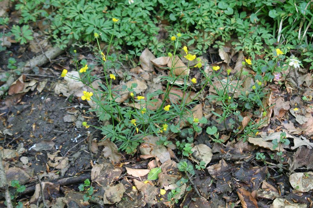 Ranunculus auricomus (door Willem Braam)