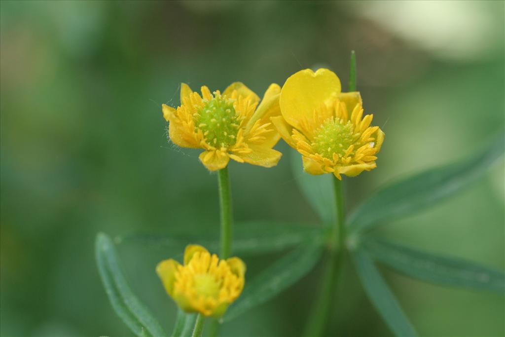 Ranunculus auricomus (door Willem Braam)