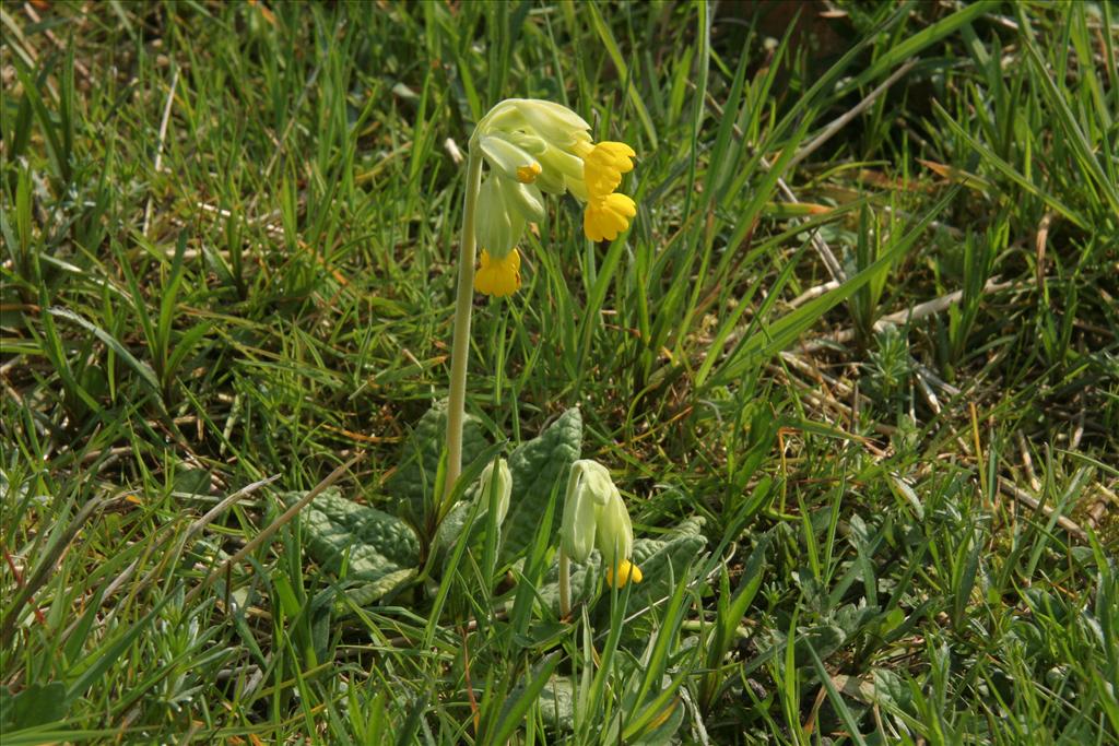 Primula veris (door Willem Braam)