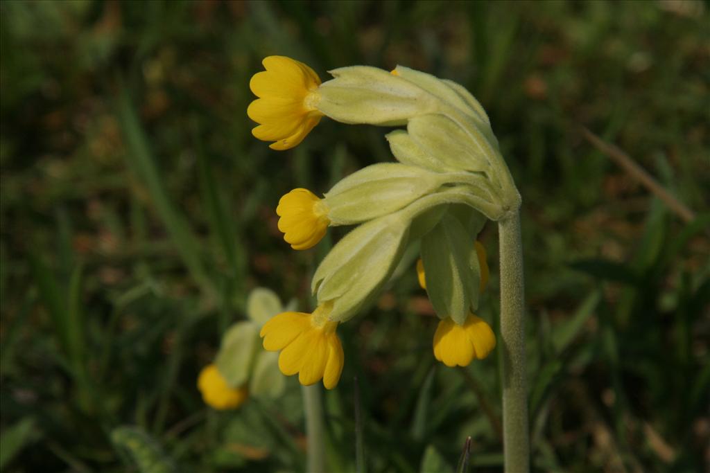 Primula veris (door Willem Braam)