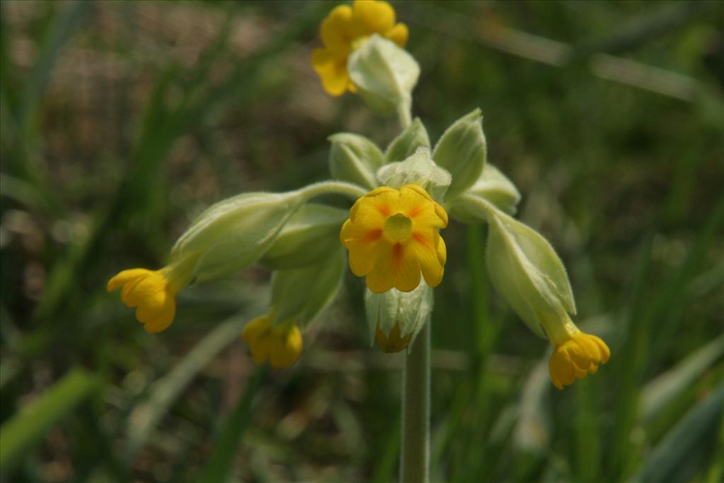 Primula veris (door Willem Braam)