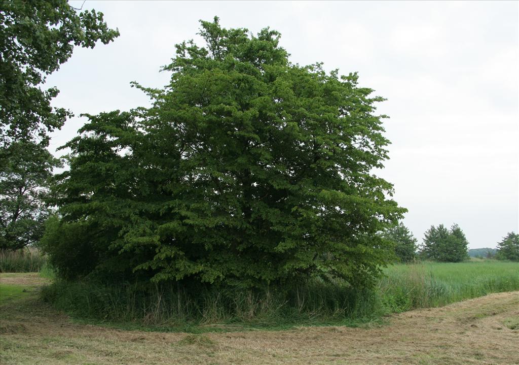 Carpinus betulus (door Willem Braam)