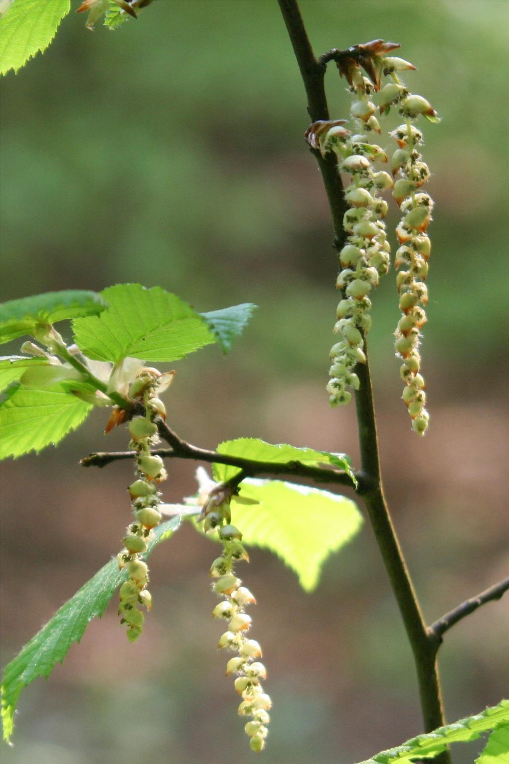 Carpinus betulus (door Willem Braam)