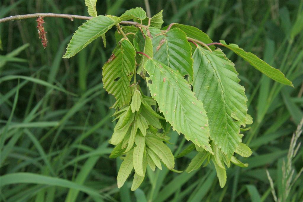 Carpinus betulus (door Willem Braam)