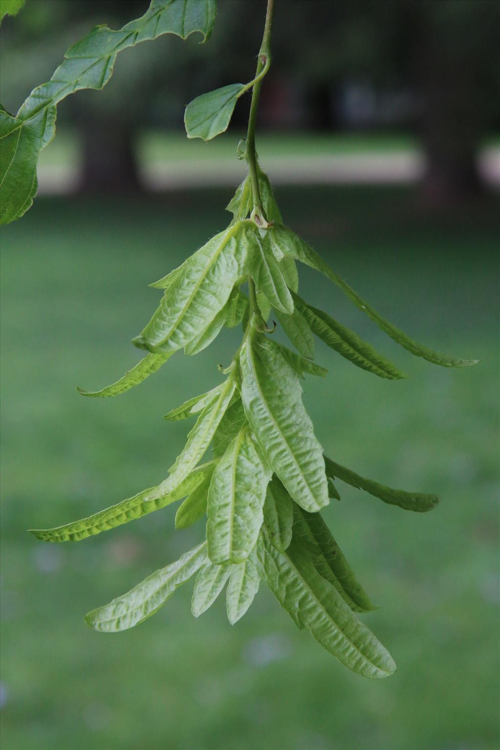 Carpinus betulus (door Willem Braam)