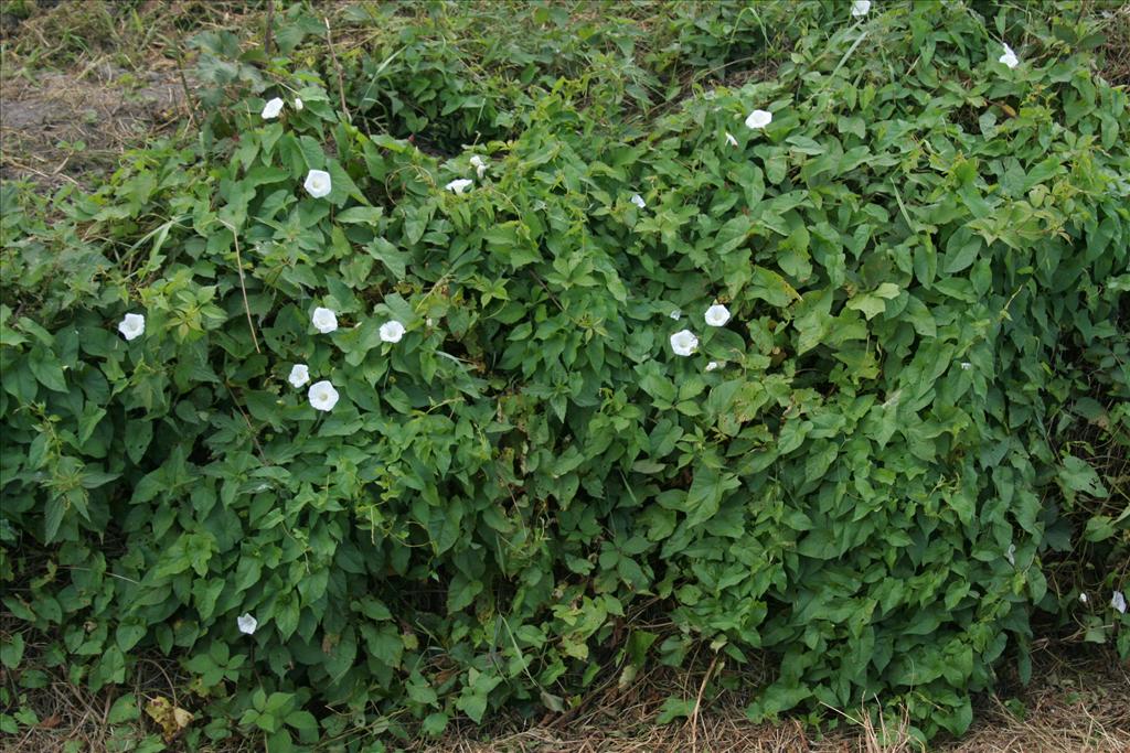 Convolvulus sepium (door Willem Braam)