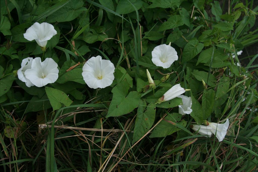 Convolvulus sepium (door Willem Braam)