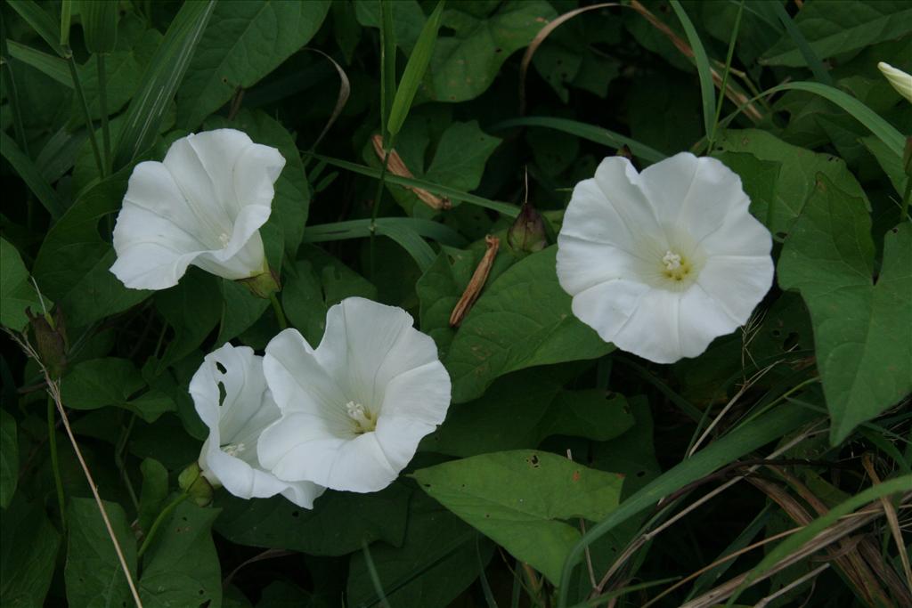 Convolvulus sepium (door Willem Braam)