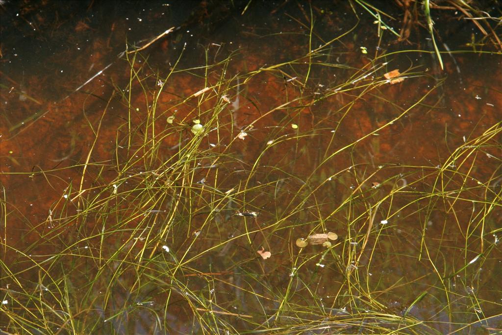 Potamogeton trichoides (door Willem Braam)