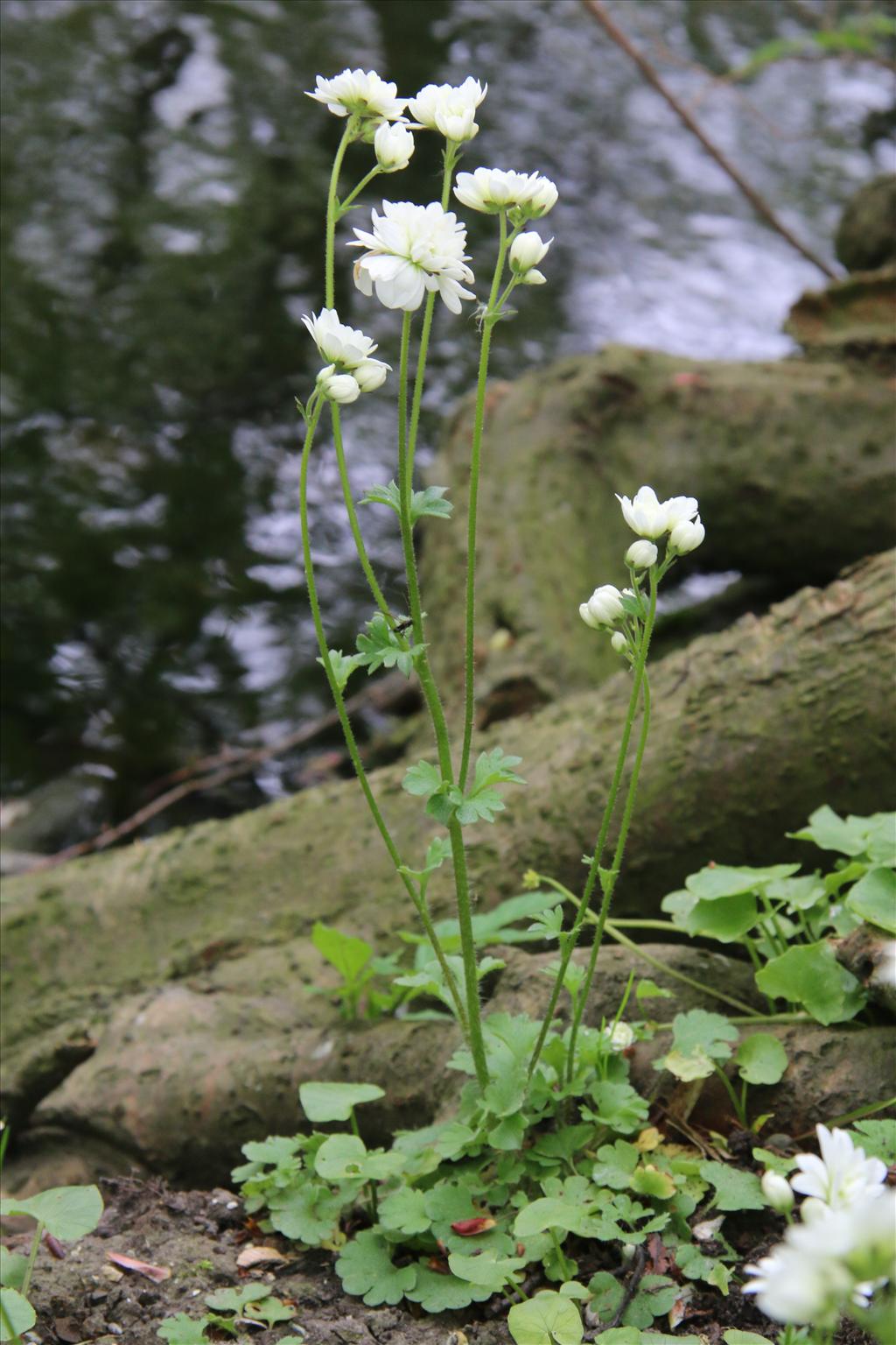 Saxifraga granulata 'Plena' (door Willem Braam)