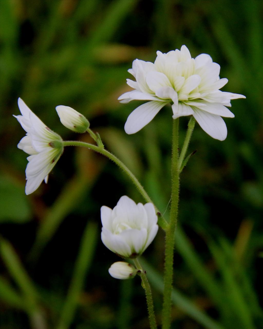 Saxifraga granulata 'Plena' (door Willem Braam)