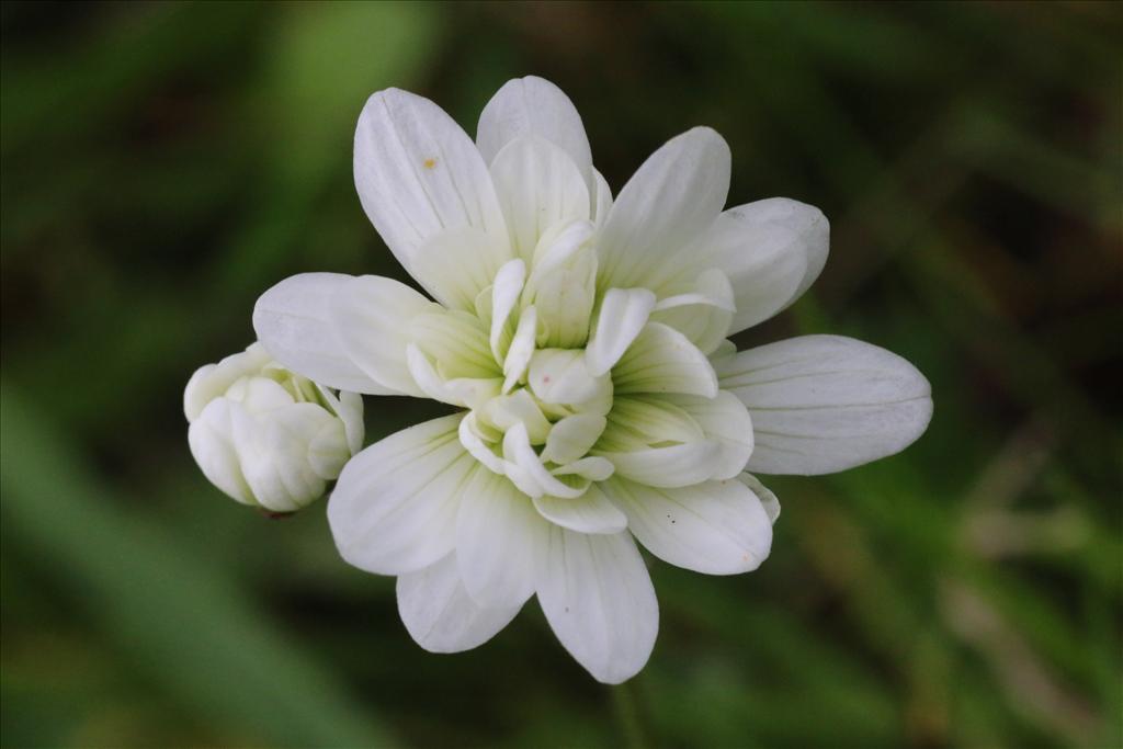 Saxifraga granulata 'Plena' (door Willem Braam)