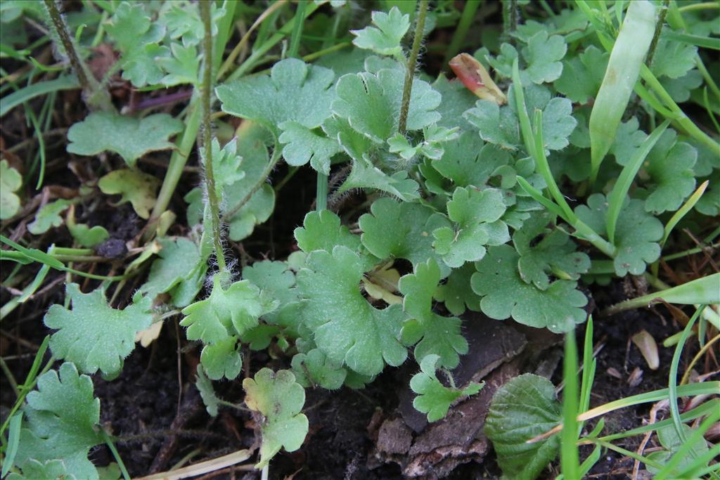 Saxifraga granulata 'Plena' (door Willem Braam)